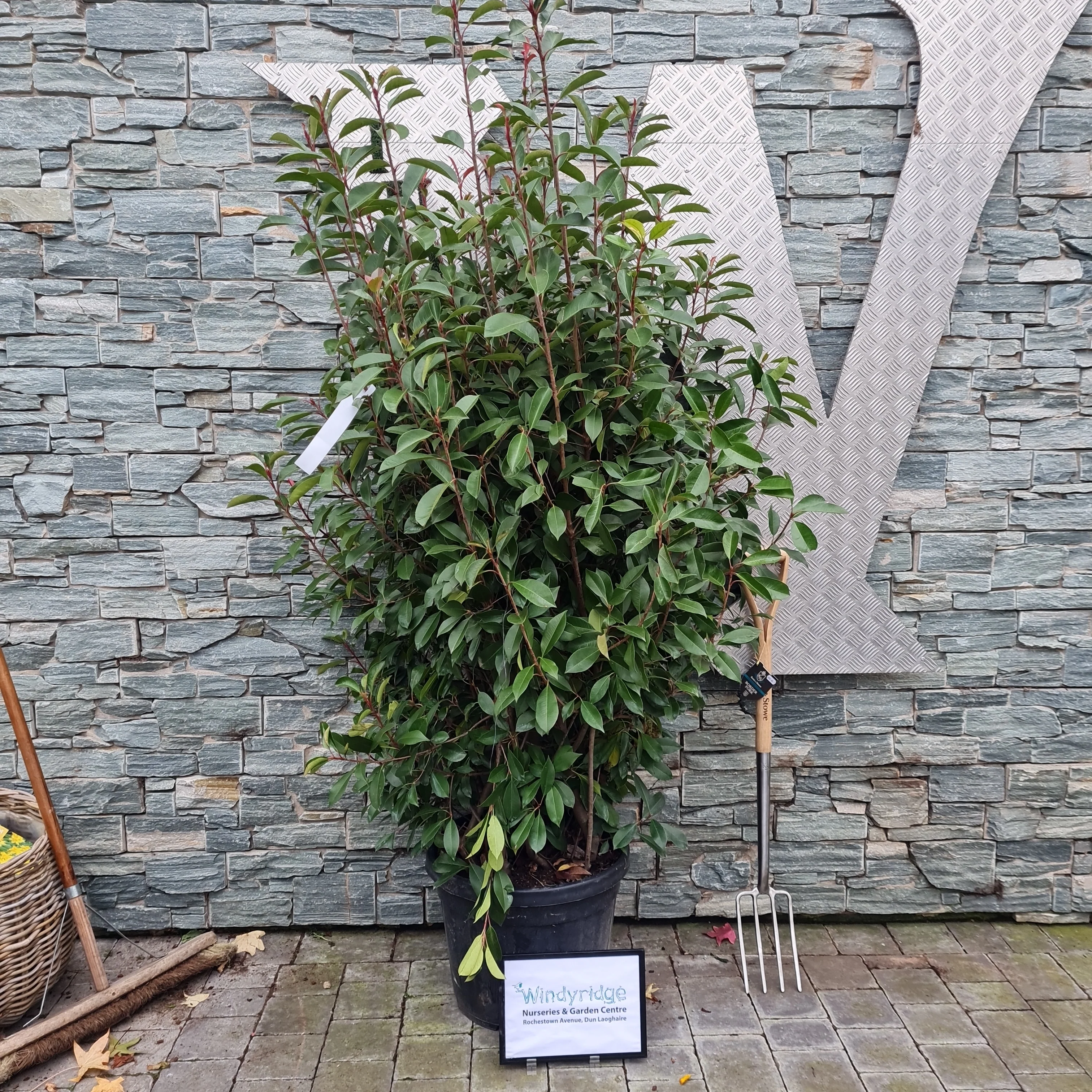 Photinia