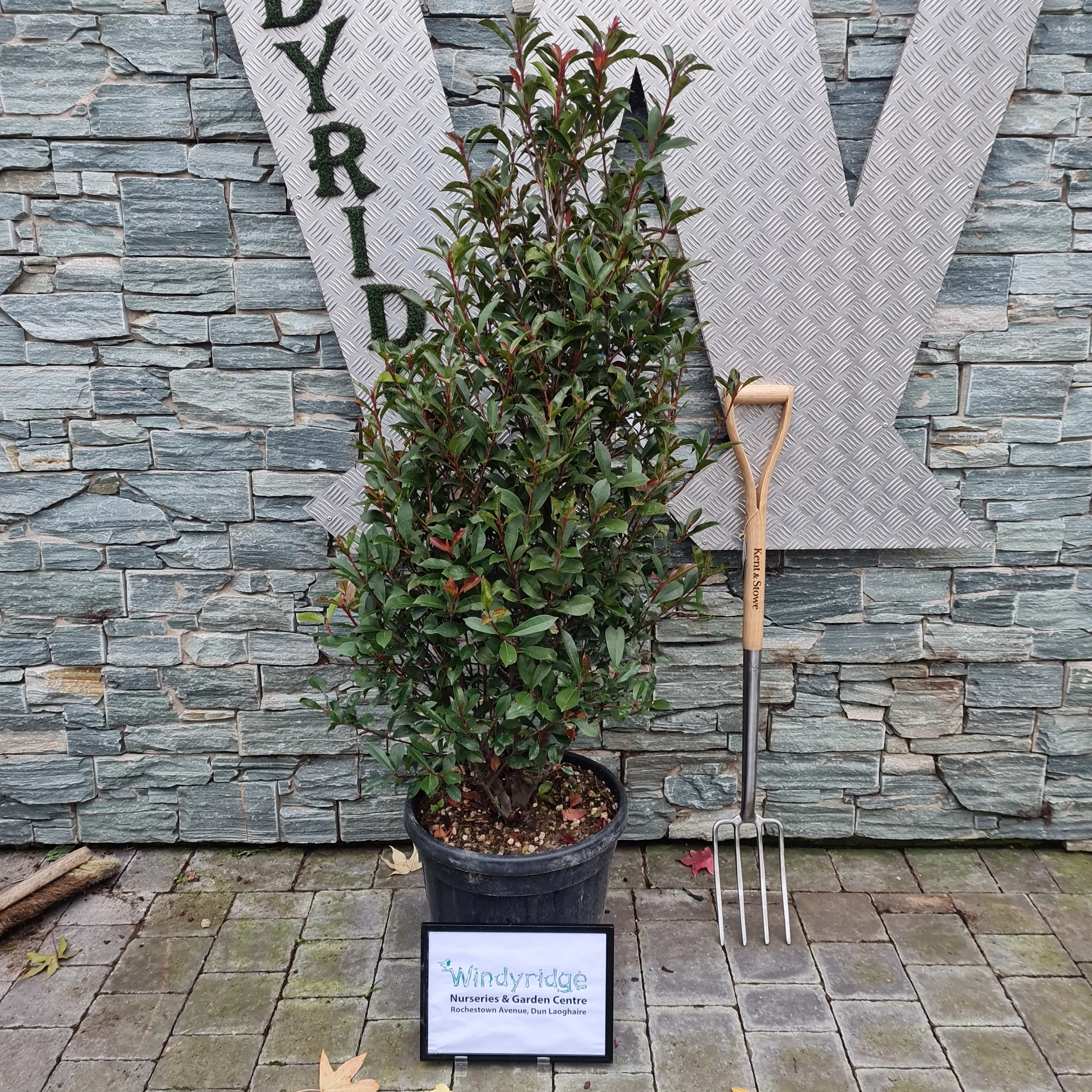 Photinia (Red Robin)