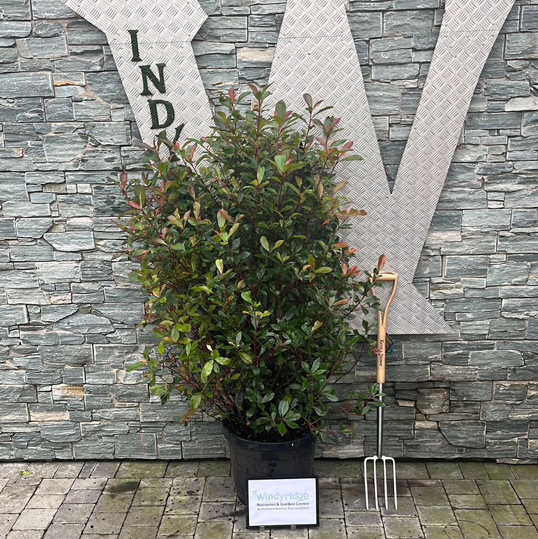 Photinia Hedging